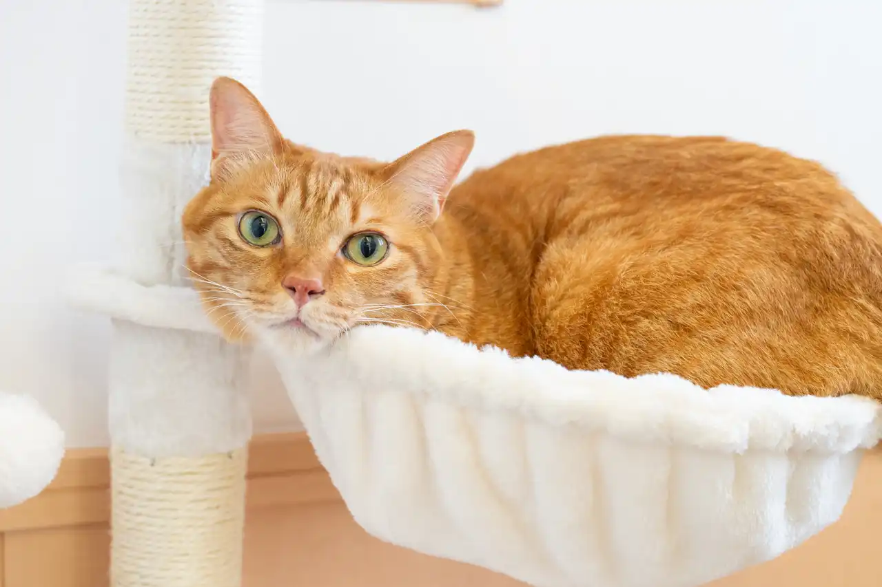 【福岡県福岡市城南区でビジネス撮影】猫専用個室ペットホテル「ねこべや福岡城南店」様3