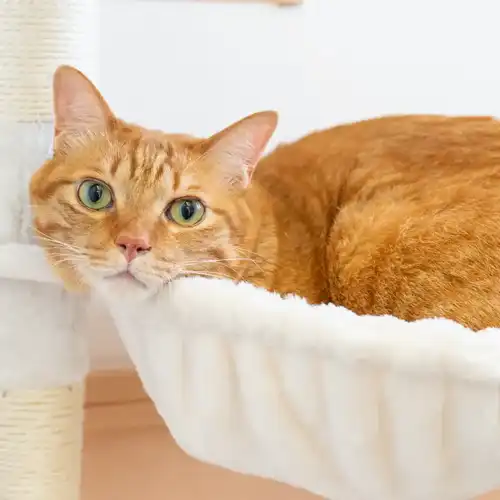 【福岡県福岡市城南区で家族撮影】猫専用個室ペットホテル「ねこべや福岡城南店」様3